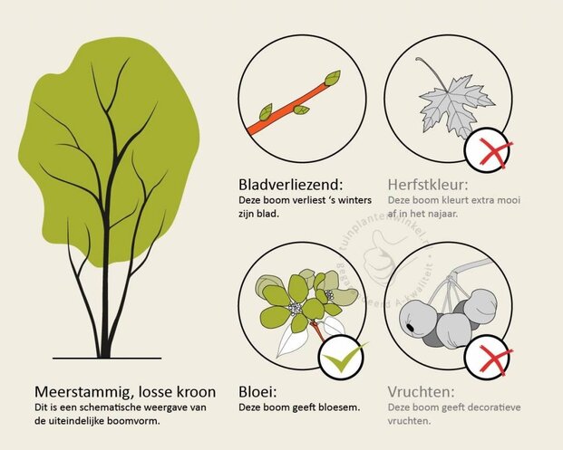 Cornus controversa - XL+