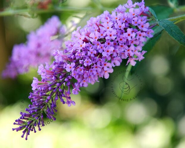 Buddleja davidii 'Lilac Chip' - XL