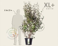 Elaeagnus ebbingei - XL+