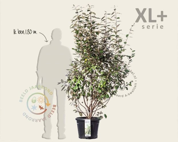 Elaeagnus ebbingei - XL+