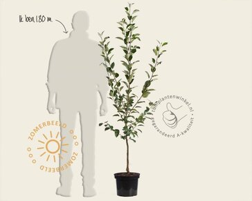 Malus domestica 'Jonagold' - laagstam