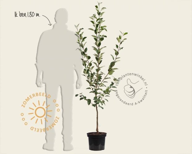 Malus domestica 'Jonagold' - laagstam