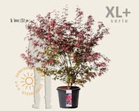 Acer palmatum 'Atropurpureum' - XL+