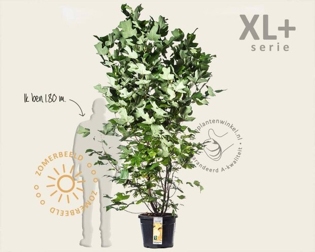 Liriodendron tulipifera - XL+