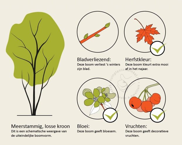 Liriodendron tulipifera - XL+