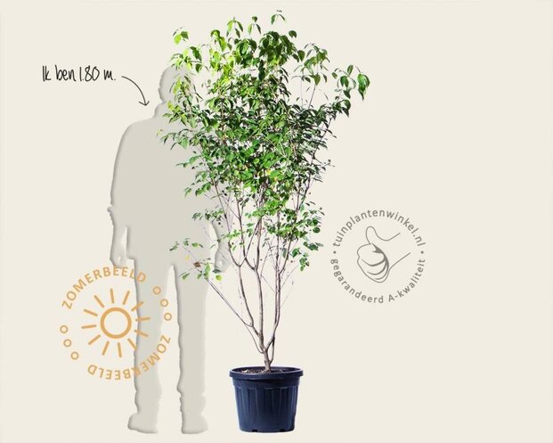 Cornus kousa 'China Girl' - XL+