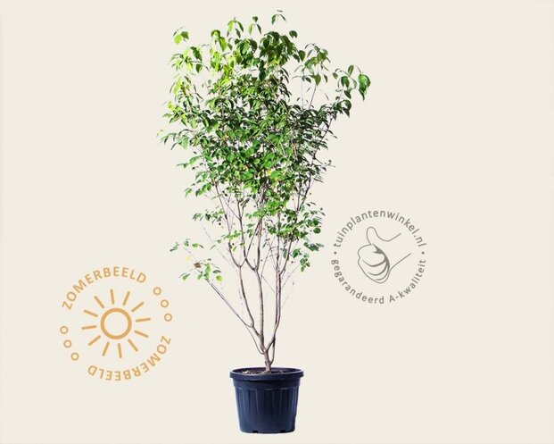 Cornus kousa 'China Girl' - XL+