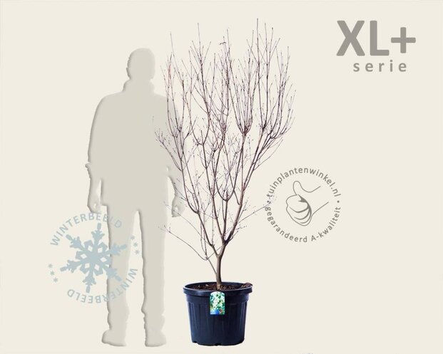 Cornus kousa 'China Girl' - XL+