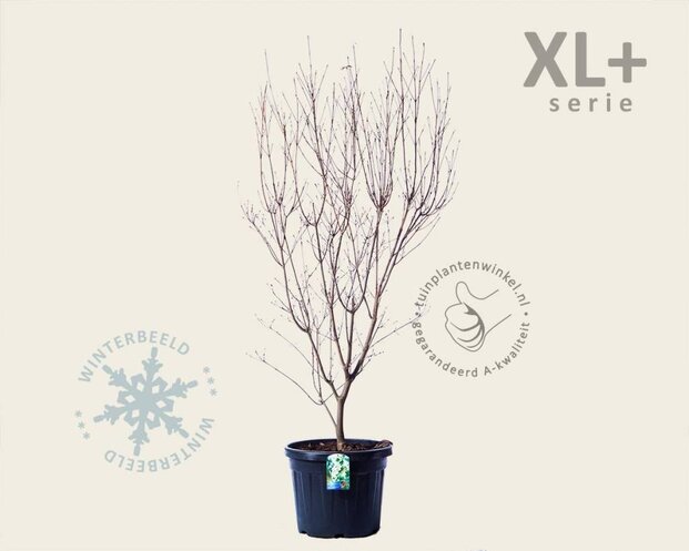 Cornus kousa 'China Girl' - XL+