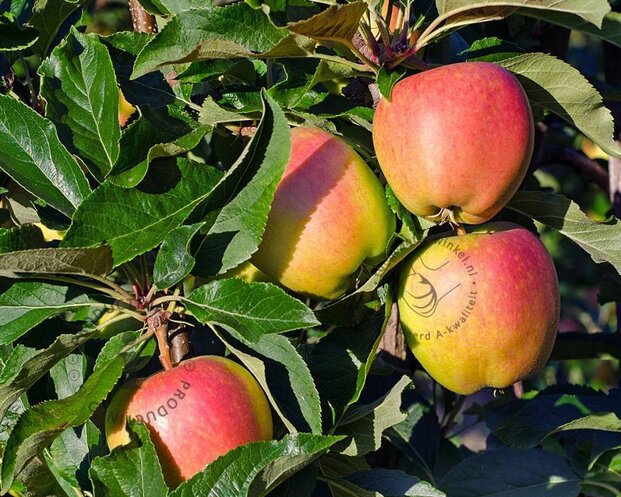 Malus domestica 'Notarisappel' - hoogstam
