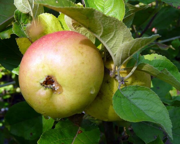 Malus domestica 'Notarisappel' - hoogstam