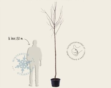 Malus domestica 'Notarisappel' - hoogstam