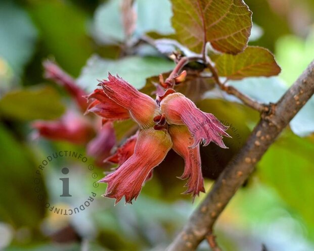 Corylus avellana 'Rode Zellernoot' - XL