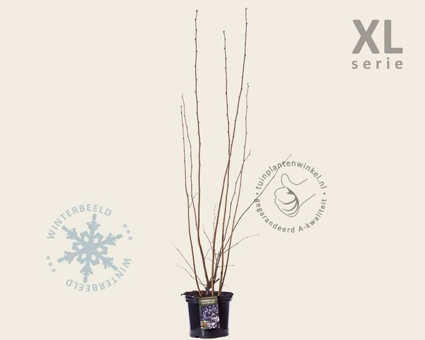 Corylus avellana 'Rode Zellernoot' - XL