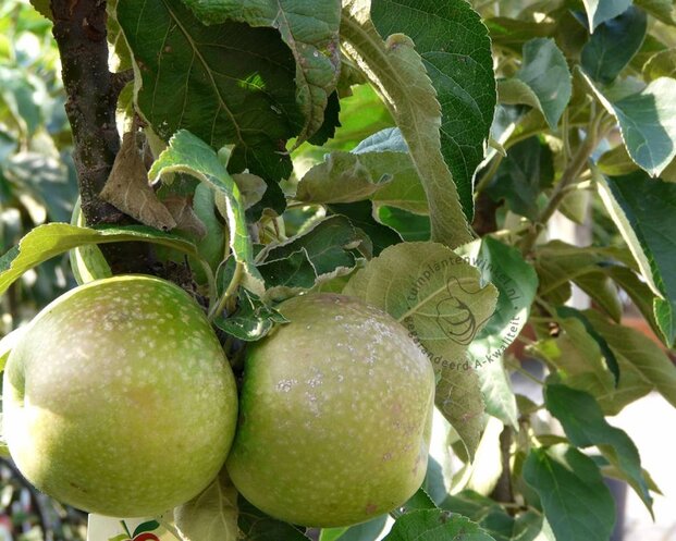 Malus domestica 'Green Sensation' - zuilvorm