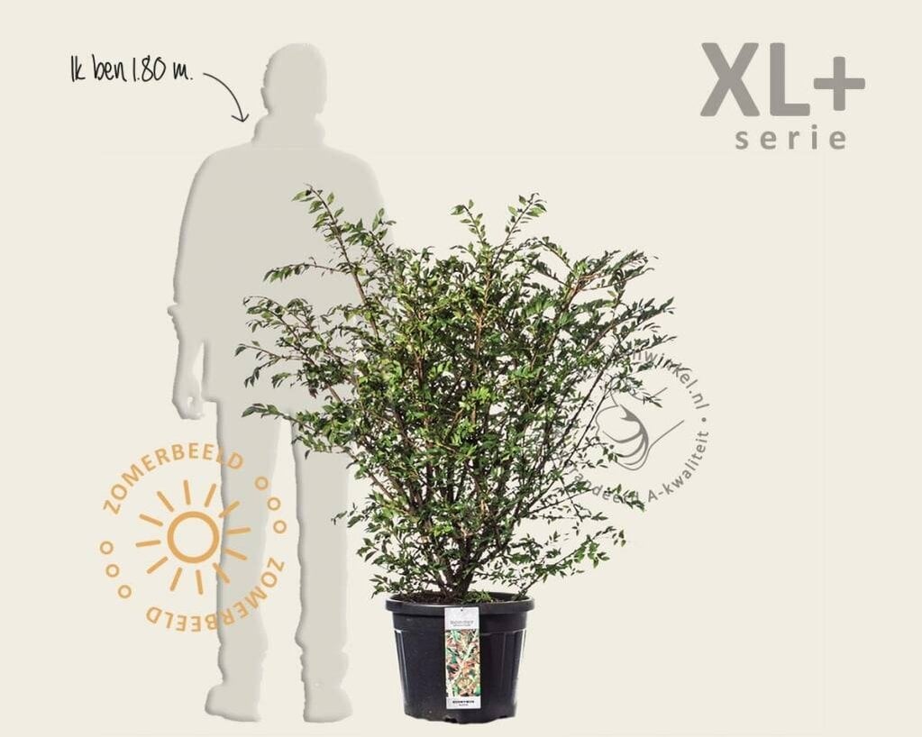 Euonymus alatus - XL+