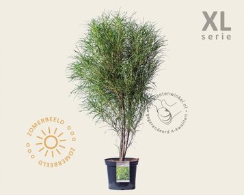 Frangula alnus 'Fine Line' - XL image
