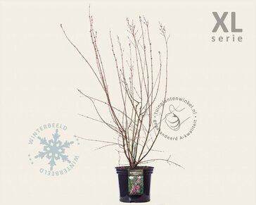 Syringa microphylla 'Superba' - XL