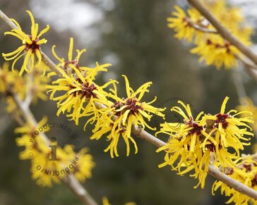 Hamamelis x intermedia 'Arnold Promise' - XL
