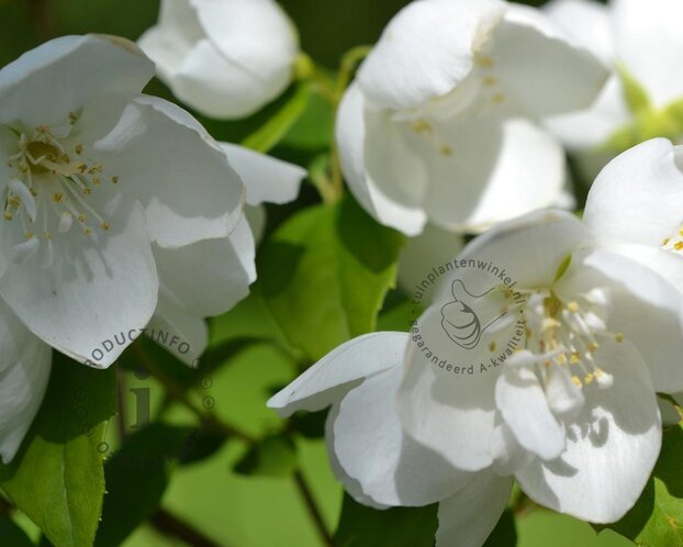 Philadelphus 'Virginal' - XL