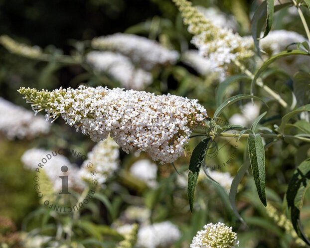 Buddleja davidii 'White Profusion' - XL