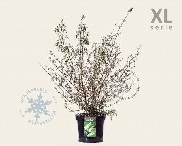 Buddleja davidii 'White Profusion' - XL