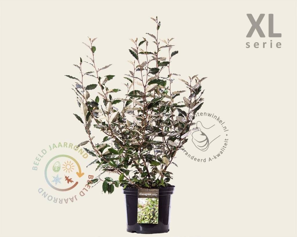 Elaeagnus ebbingei - XL