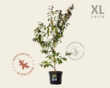 Stewartia pseudocamellia - XL