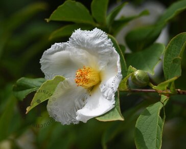 Stewartia pseudocamellia - XL