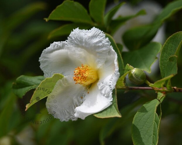 Stewartia pseudocamellia - XL