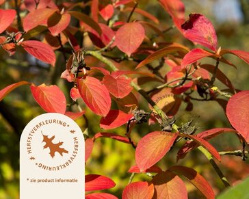 Stewartia pseudocamellia - XL