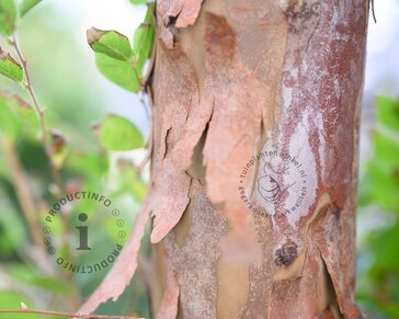 Stewartia pseudocamellia - XL
