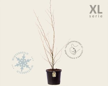Stewartia pseudocamellia - XL