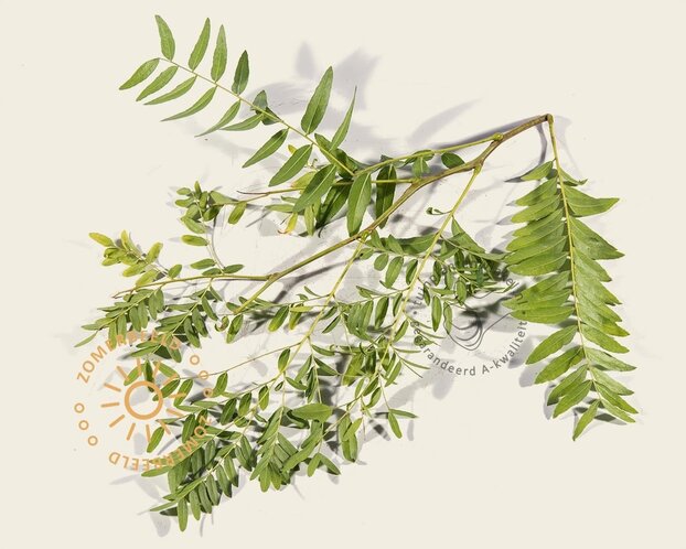 Gleditsia triacanthos 'Sunburst' - XL+