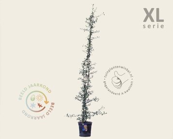 Pyracantha 'Golden Charmer' - XL image