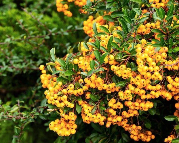 Pyracantha 'Golden Charmer' - XL