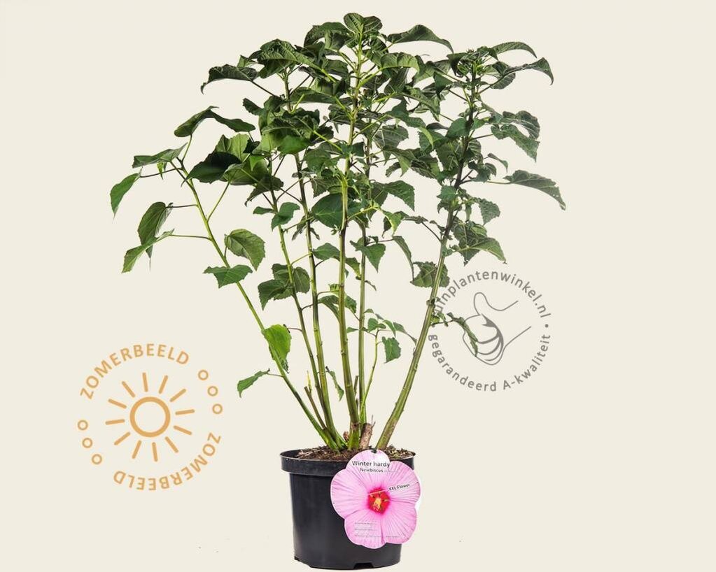 Hibiscus newbiscus 'XXL'  - pink