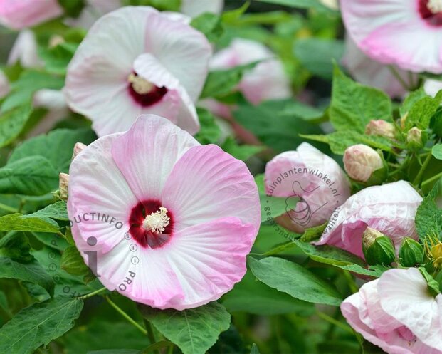 Hibiscus newbiscus 'XXL'  - pink