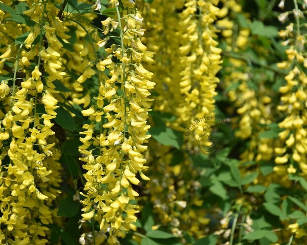 Laburnum watereri 'Vossii' - XL