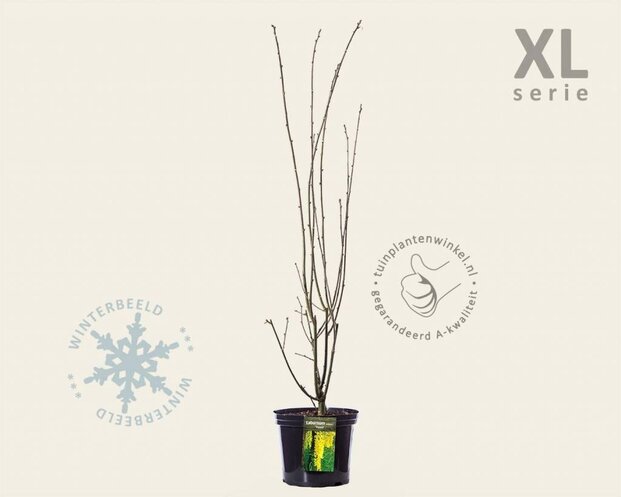 Laburnum watereri 'Vossii' - XL