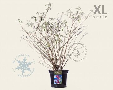 Buddleja davidii 'Royal Red' - XL