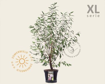 Prunus serrula - XL