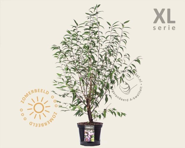 Prunus serrula - XL