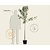 Malus domestica 'Ecolette' - halfstam