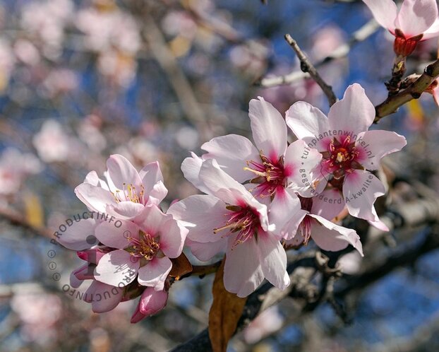 Prunus dulcis - laagstam