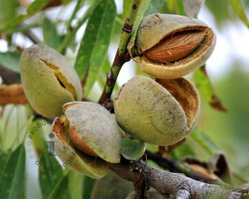 Prunus dulcis - laagstam