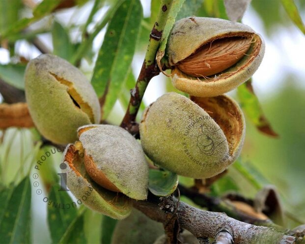 Prunus dulcis - laagstam