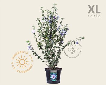 Hibiscus syriacus 'Ultramarine' - 'Minultra' - XL