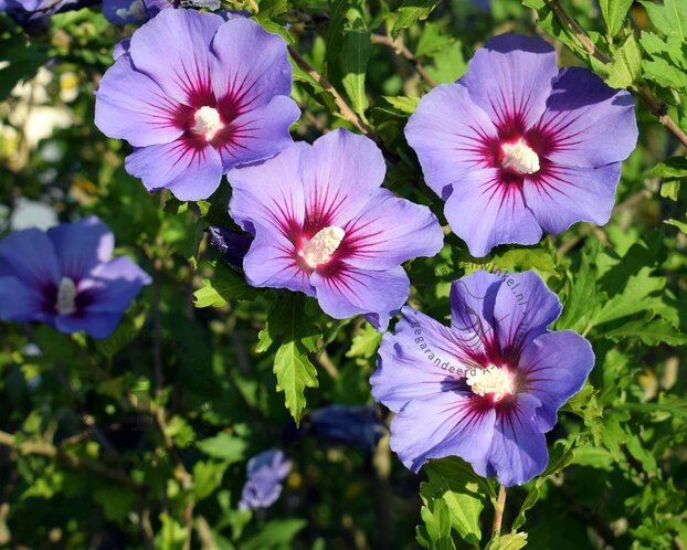 Hibiscus syriacus 'Ultramarine' - 'Minultra' - XL