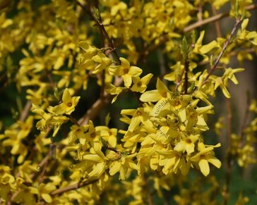 Forsythia intermedia 'Spectabilis' - XL